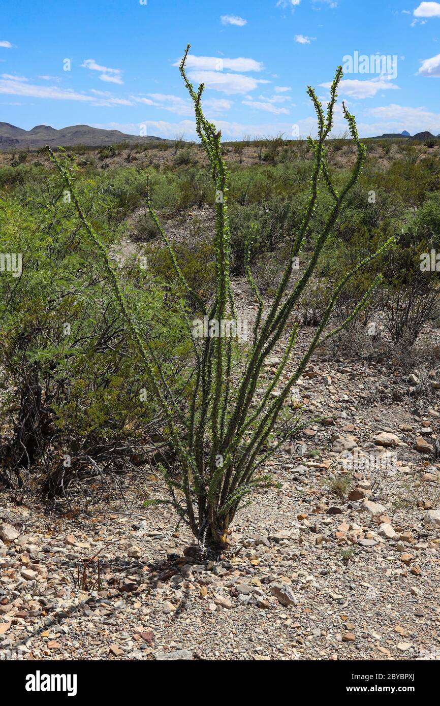 Usine d'Ocotillo trouvée sur le sentier de la nature du désert de Chihuahuan dans le parc national de Big Bend Banque D'Images