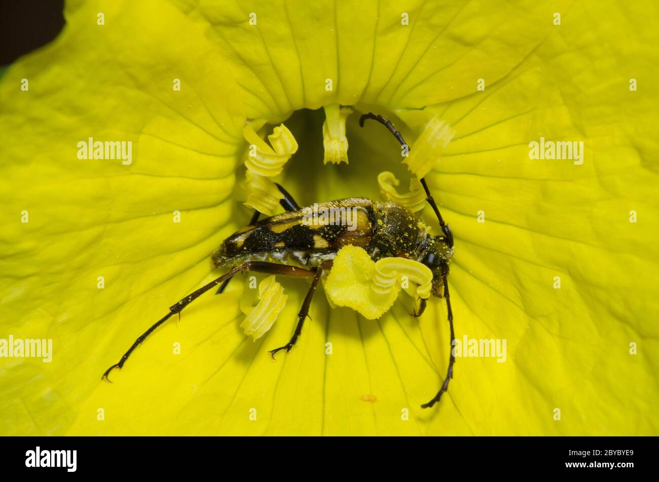 Fleurs Longhorn, Typocerus sp., fourrager sur Sundrops, Oenothera berlandieri Banque D'Images