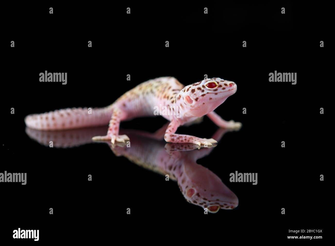 Le gecko léopard commun isolé sur fond noir Banque D'Images