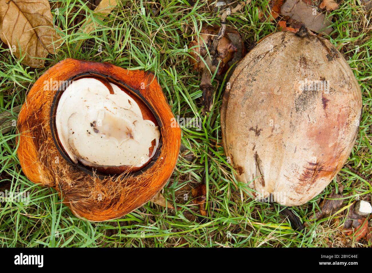 Disposer les écorces de noix de coco sur le sol Banque D'Images