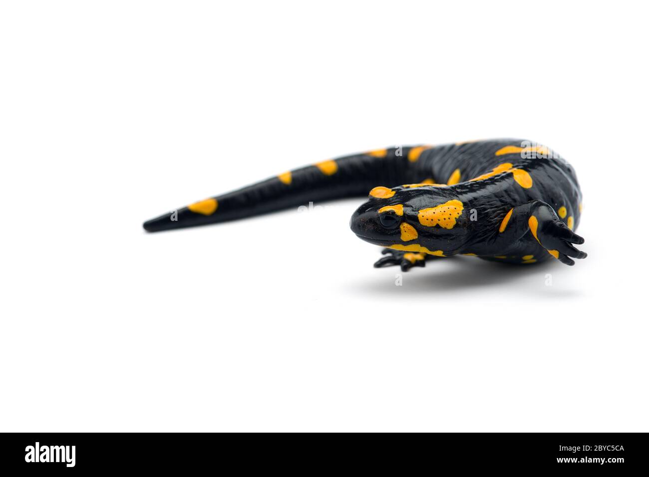 La salamandre de feu isolé sur fond blanc Banque D'Images