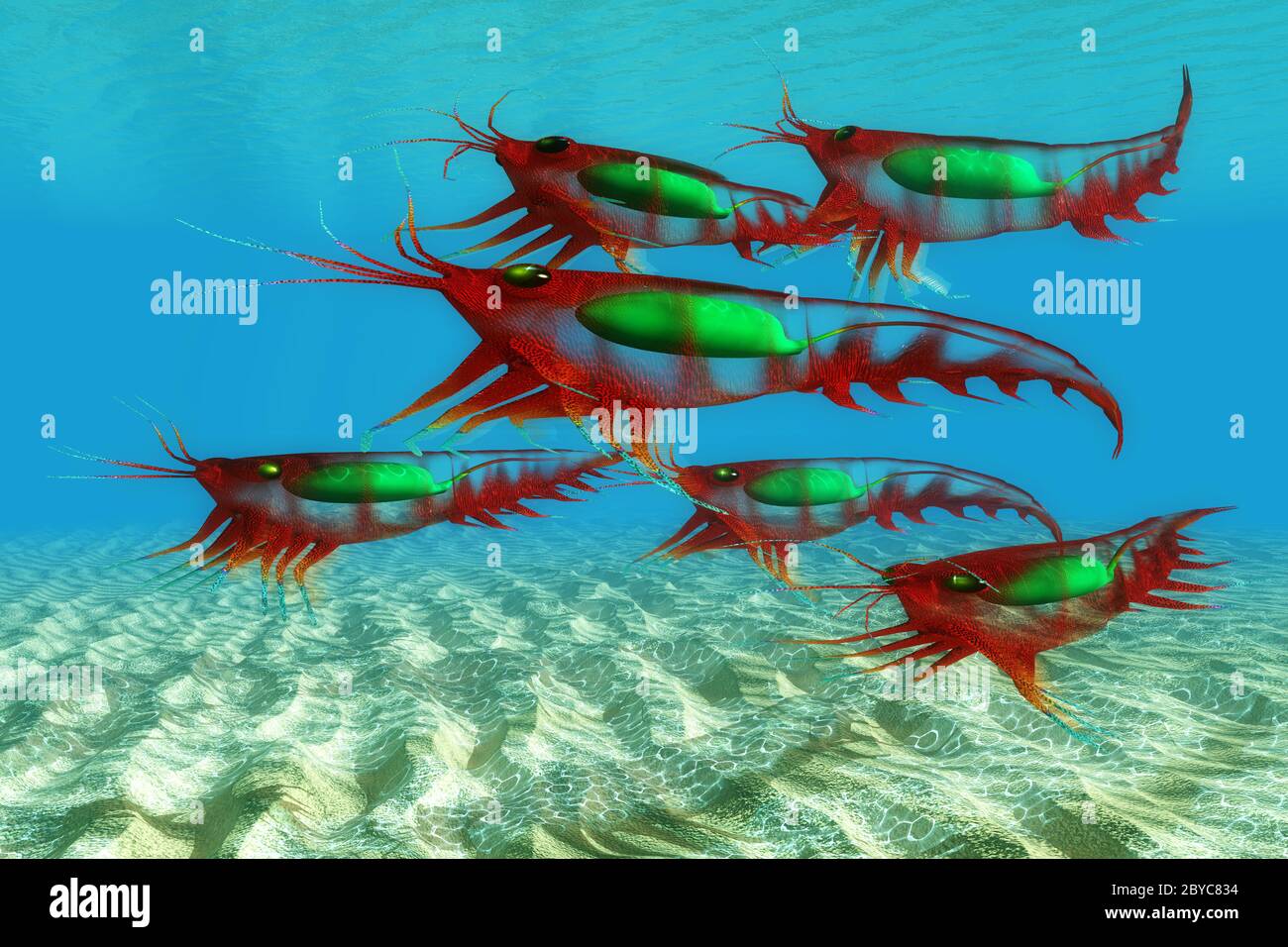 Les poissons de krill des crustacés océaniques fournissent de la nourriture à de nombreux prédateurs et ont des migrations quotidiennes verticales dans la colonne d'eau. Banque D'Images