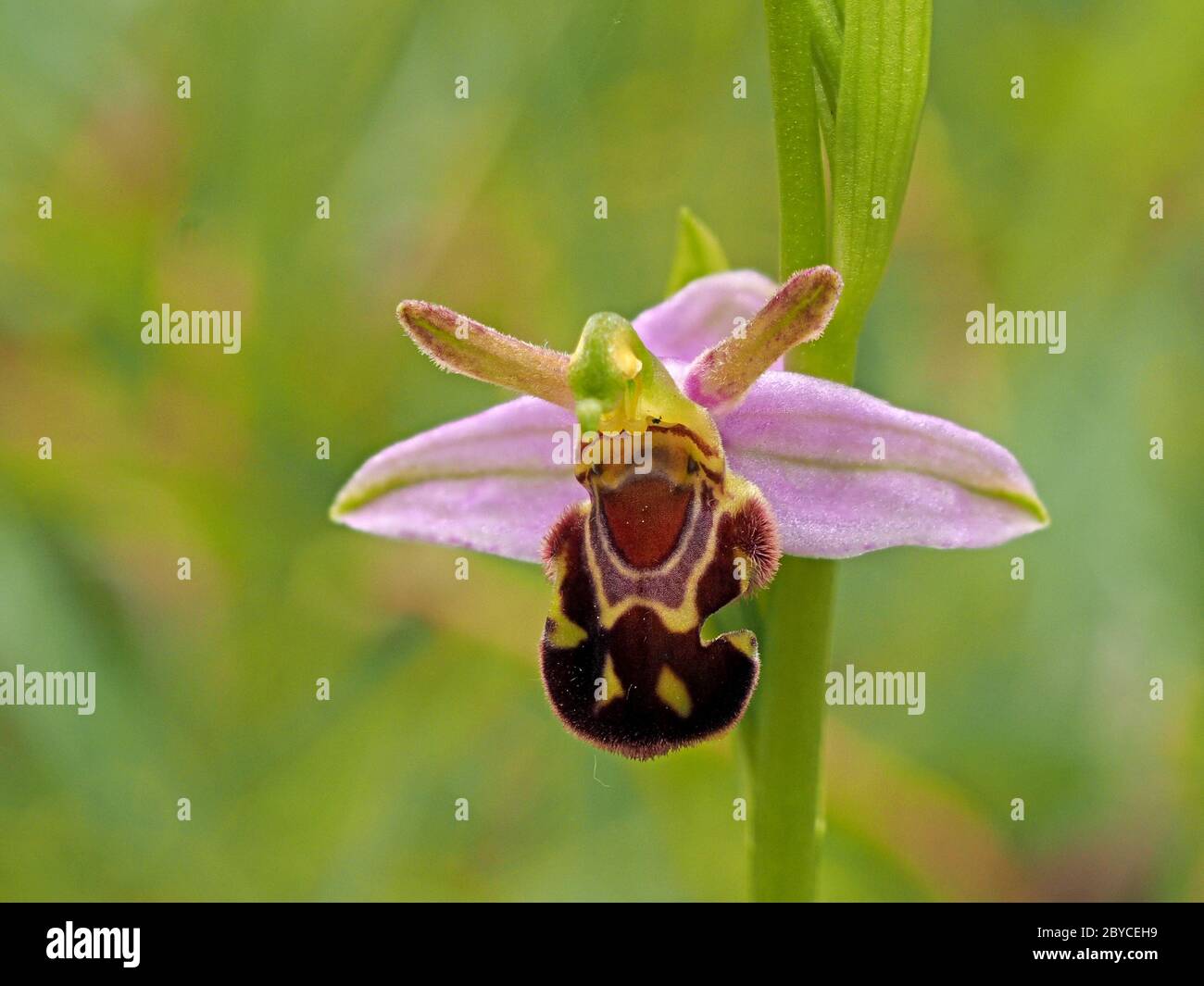 Une seule fleur d'insecte imite l'abeille Orchidée (Ophrys apifera) dans une petite colonie montrant de nombreuses variations de la forme et du modèle dans Lancashire, Angleterre Royaume-Uni Banque D'Images