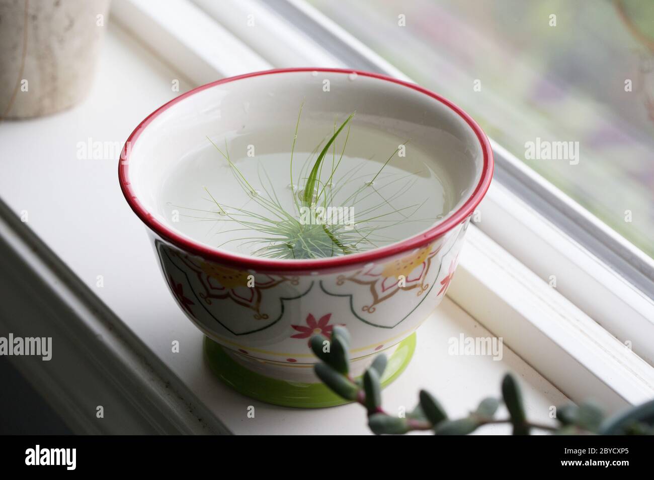 Une usine d'air (tillandsia) trempant dans un bol d'eau. Banque D'Images