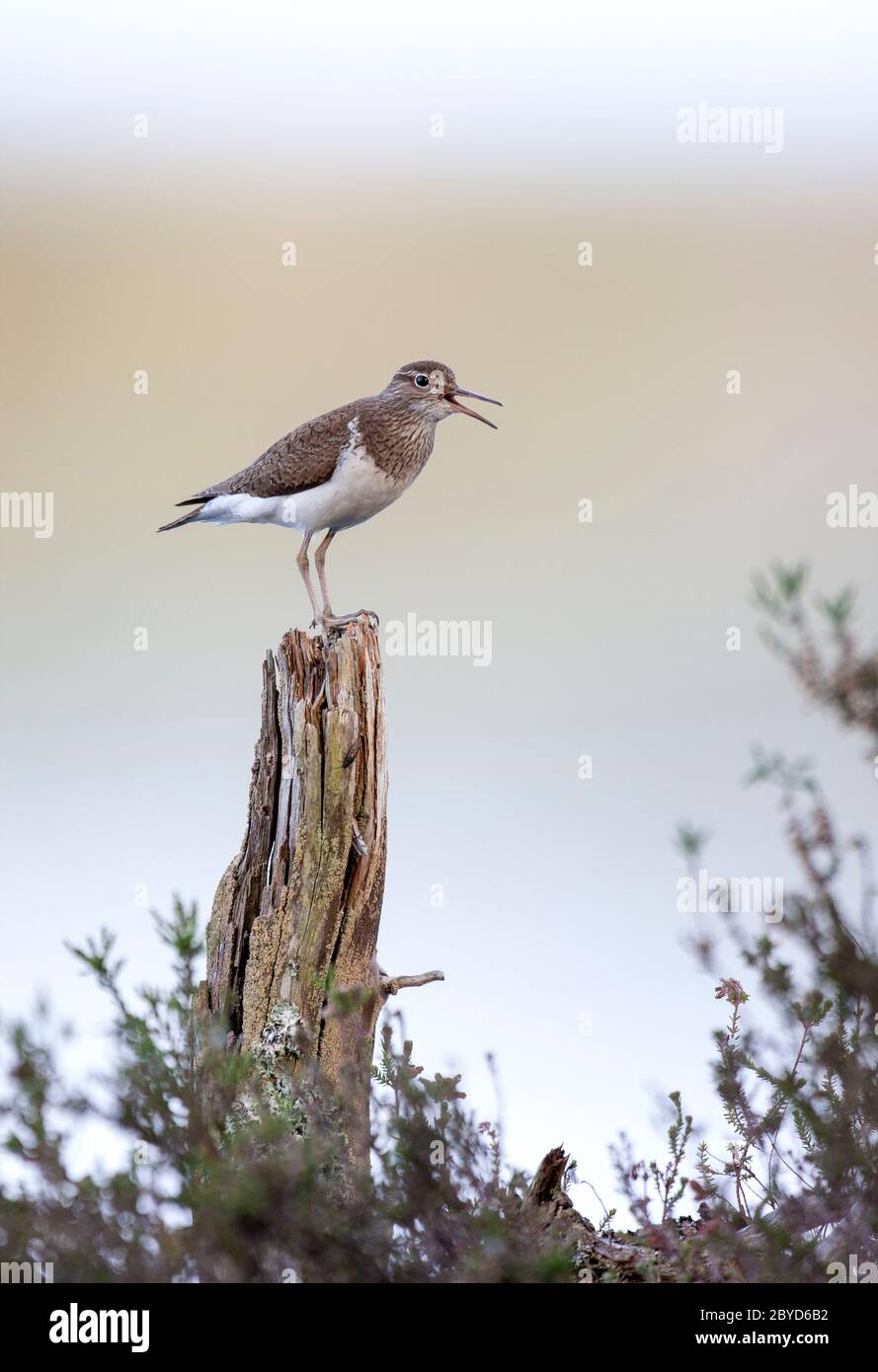 Portrait d'oiseau d'un ponteur commun, Actitis hypoleucos, appelant d'une souche d'arbre sur le rivage du Loch Garten, Speyside, Écosse, Royaume-Uni Banque D'Images