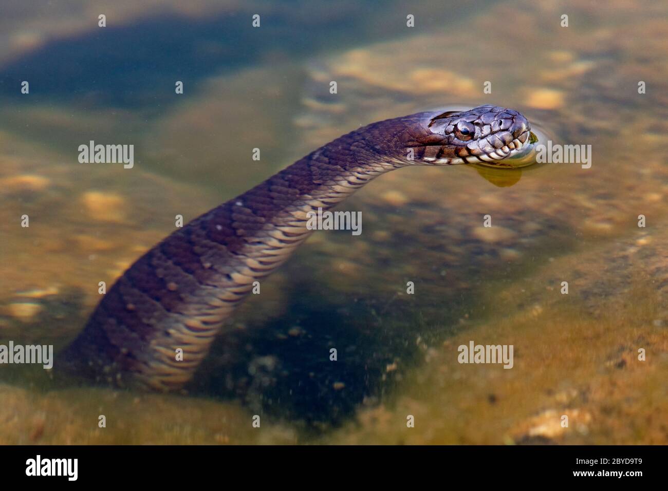 Serpent d'eau du Nord (Nerodia sipedon) piquant hors de l'eau - Brevard, Caroline du Nord, États-Unis Banque D'Images