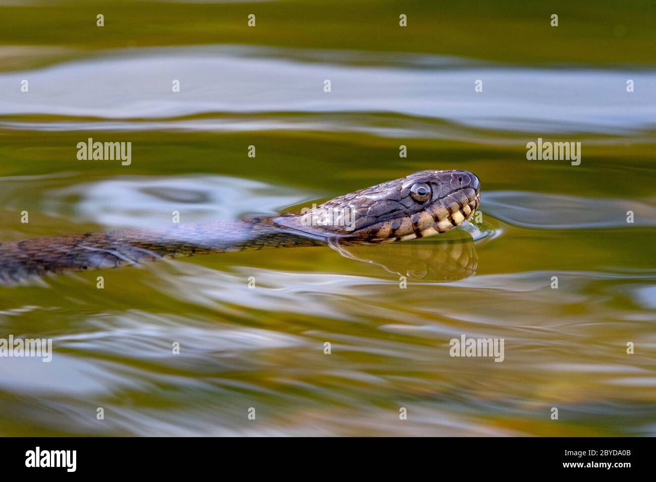 Nage avec le serpent d'eau du Nord (Nerodia sipedon) - Brevard, Caroline du Nord, États-Unis Banque D'Images