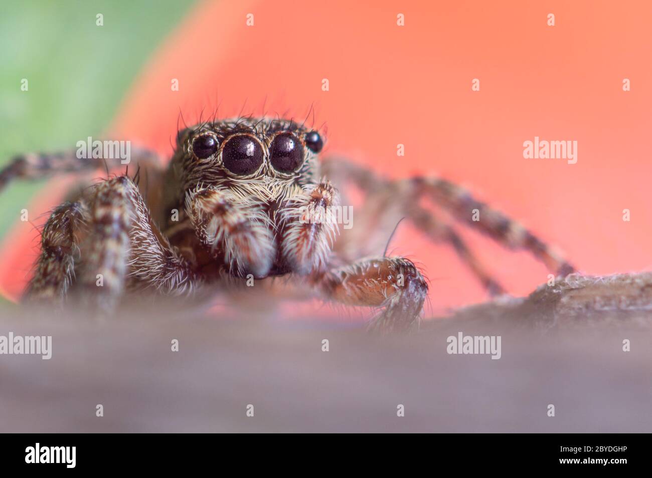 Araignée sauteuse à paroi grise, araignée Menemerus bivittatus Banque D'Images