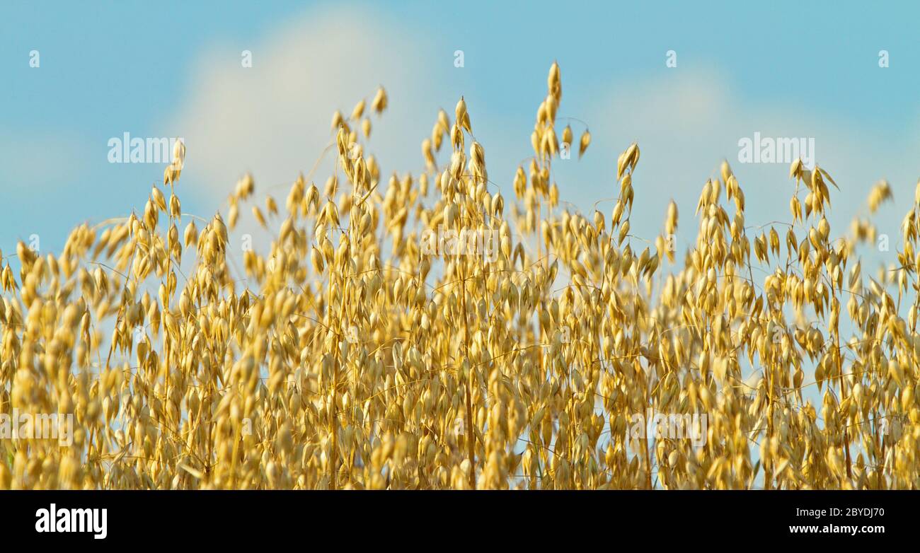 Avoine commune (Avena sativa) gros plan contre un ciel bleu Banque D'Images