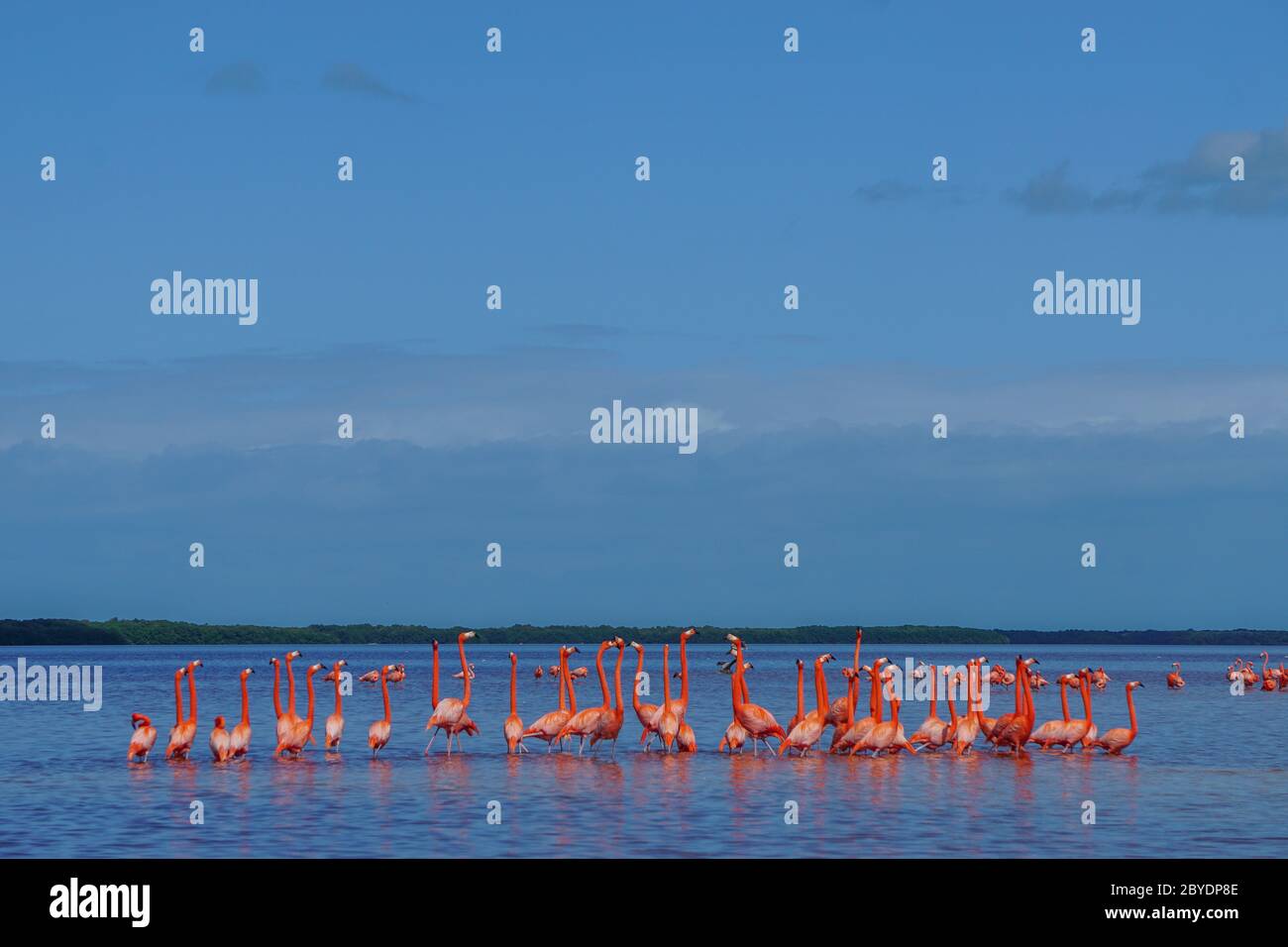 Celestun, Yucatan, Mexique: Les flamingos américains - Phoenicopterus ruber - passage à gué dans les eaux peu profondes de la Réserve de biosphère de Celestun. Banque D'Images