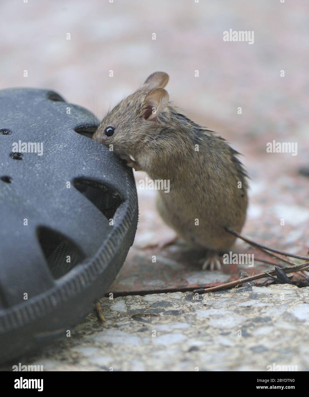 Souris des bois Banque D'Images