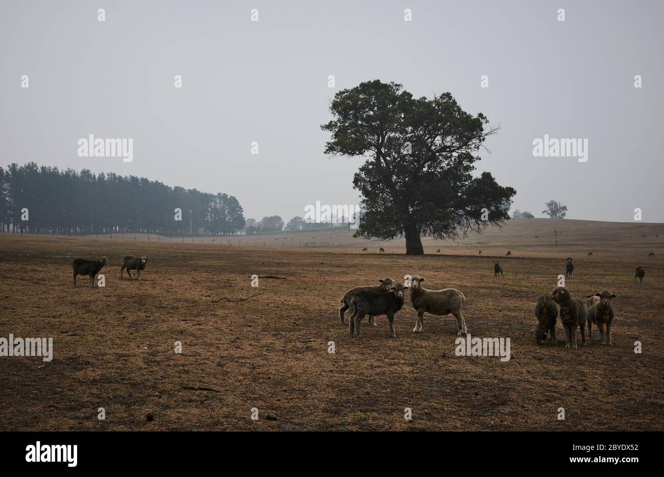 Les restes d'une propriété détruite par les feux de brousse à Sarsfield, Victoria Australie, le mardi 7 janvier 2020. Banque D'Images