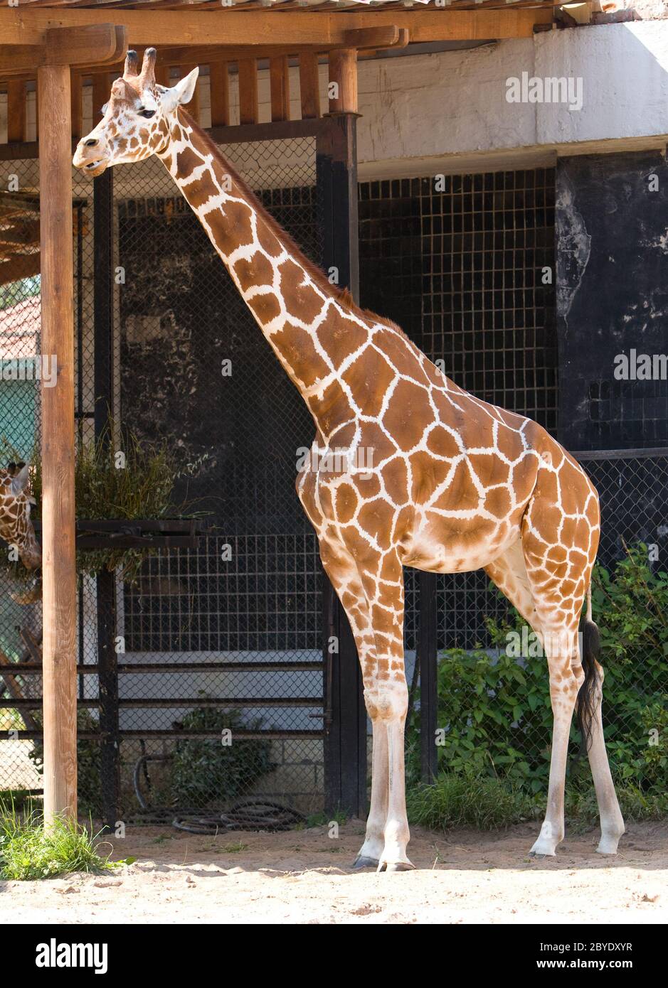 Giraffe cage Banque de photographies et d'images à haute résolution - Alamy