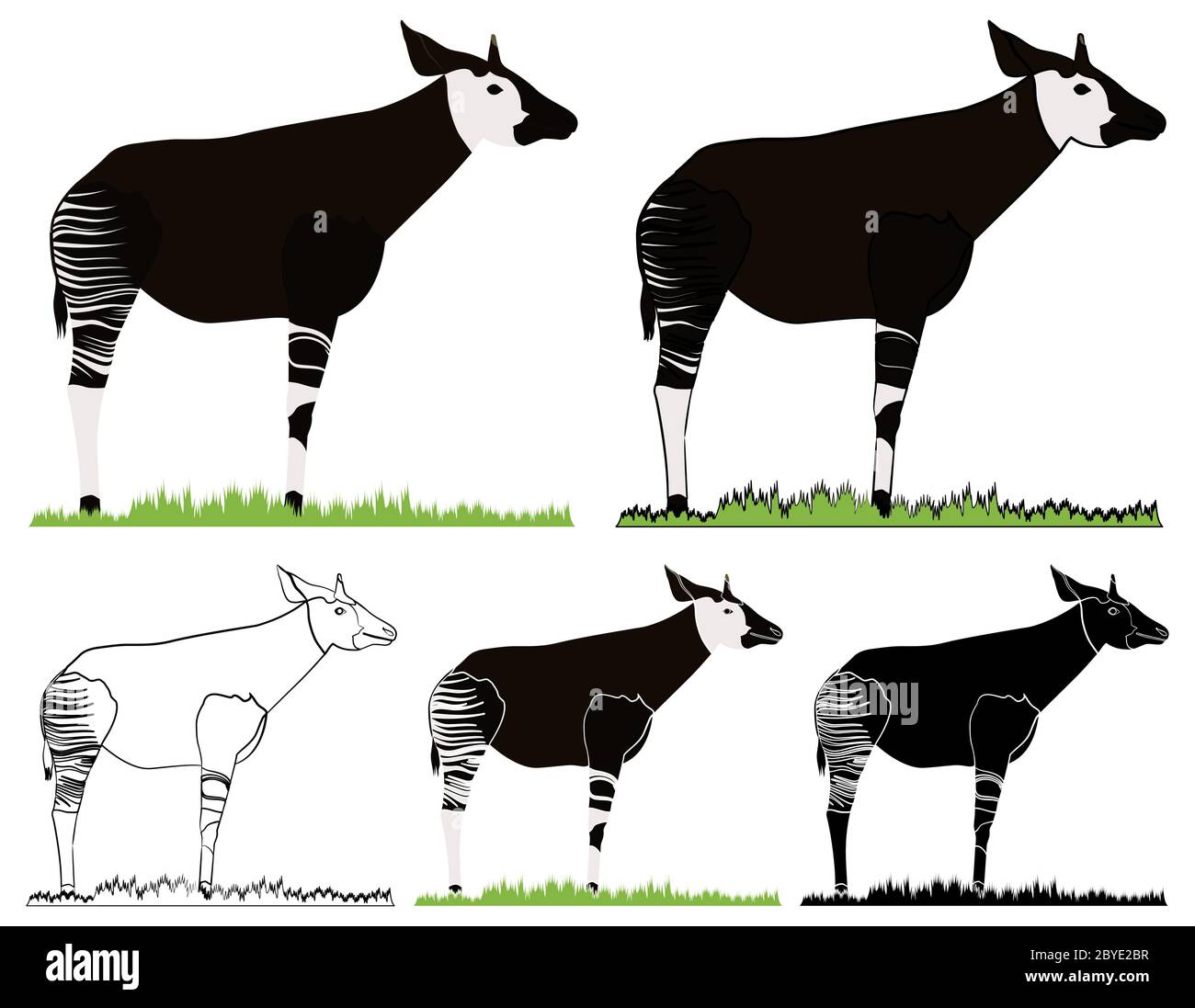 Okapi, animal africain dans la vue de face Illustration de Vecteur