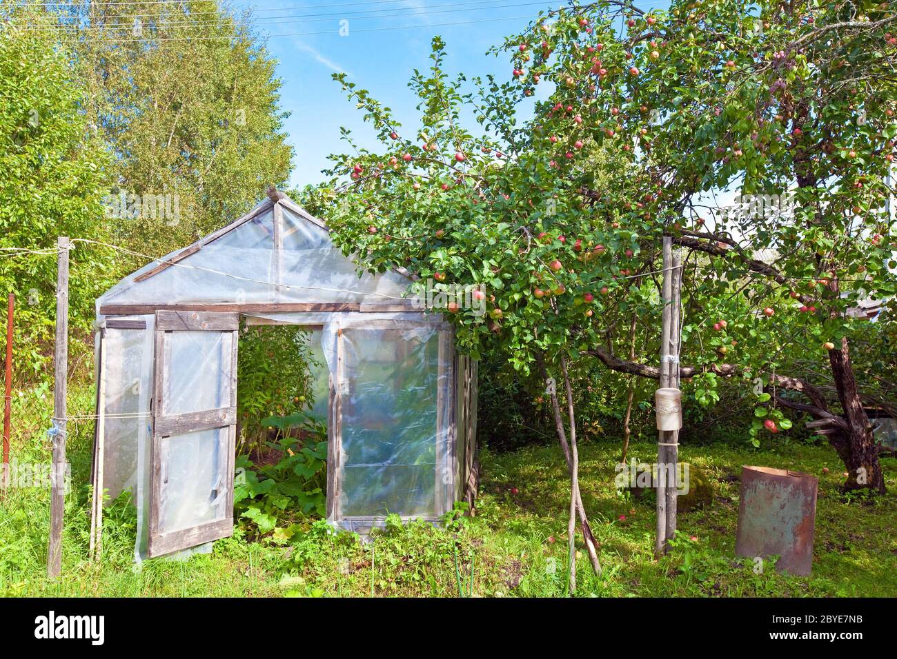 pommes dans un jardin et tomates dans un lit d'appoint Banque D'Images