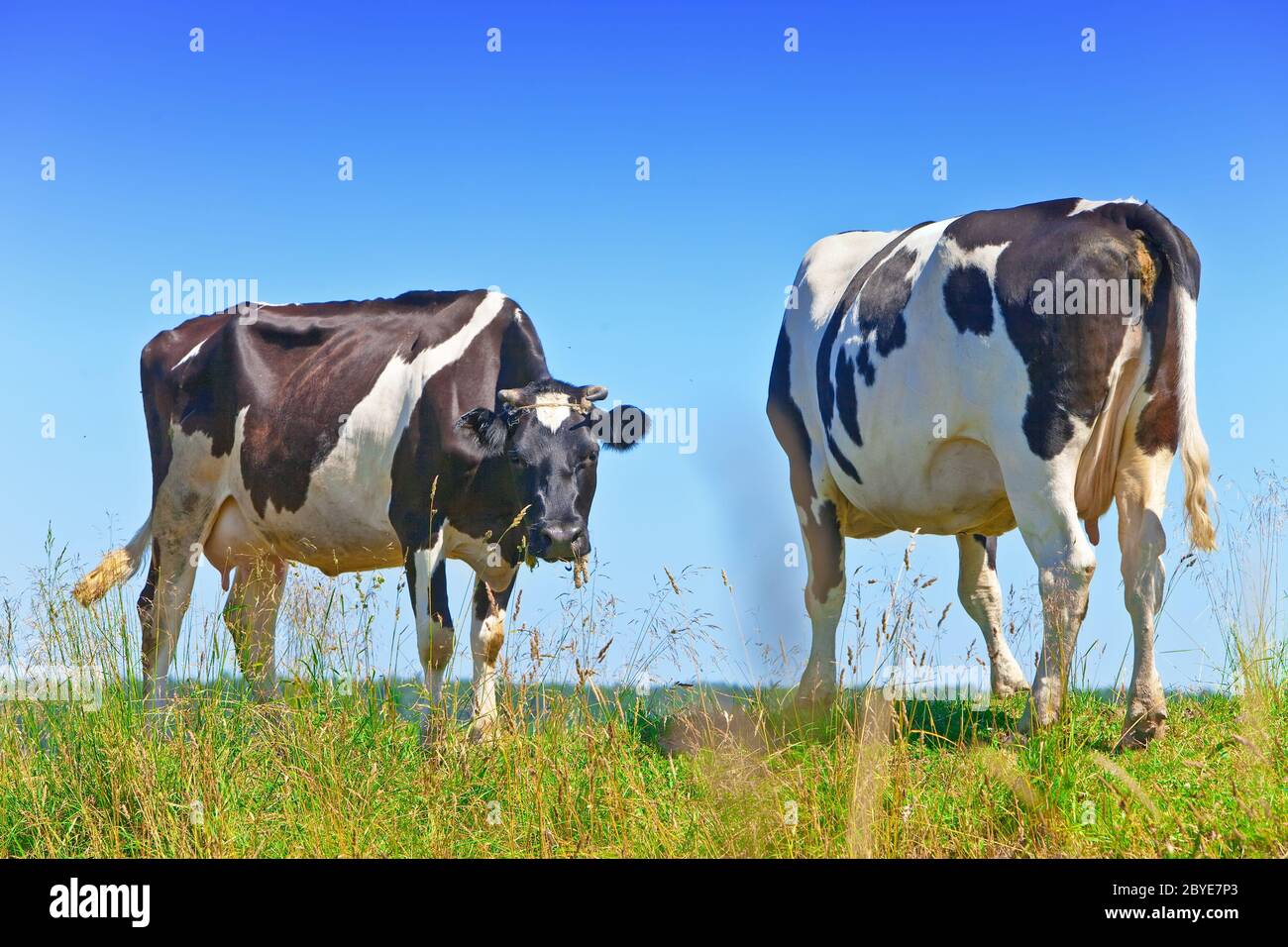 Vache dans le pré jour solaire Banque D'Images