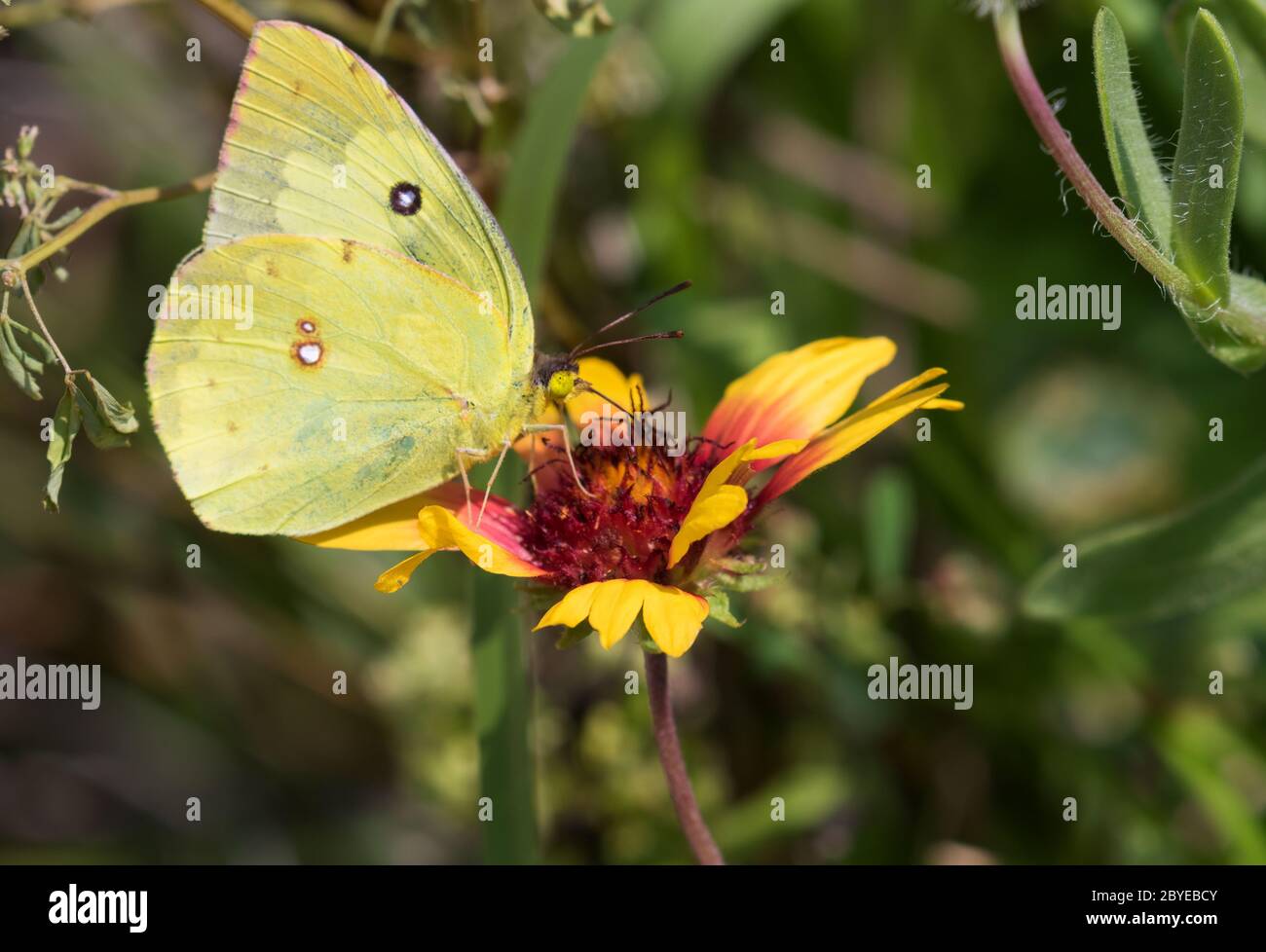 Phoebis sennae, le soufre sans nuages ou le soufre géant sans nuages, se nourrissant de la fleur, Galveston Banque D'Images