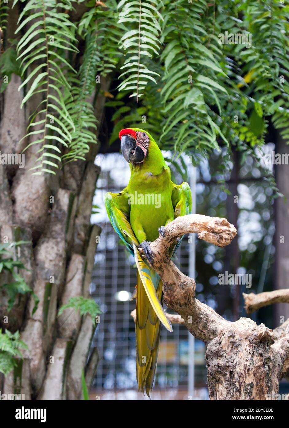 Parrot Banque D'Images