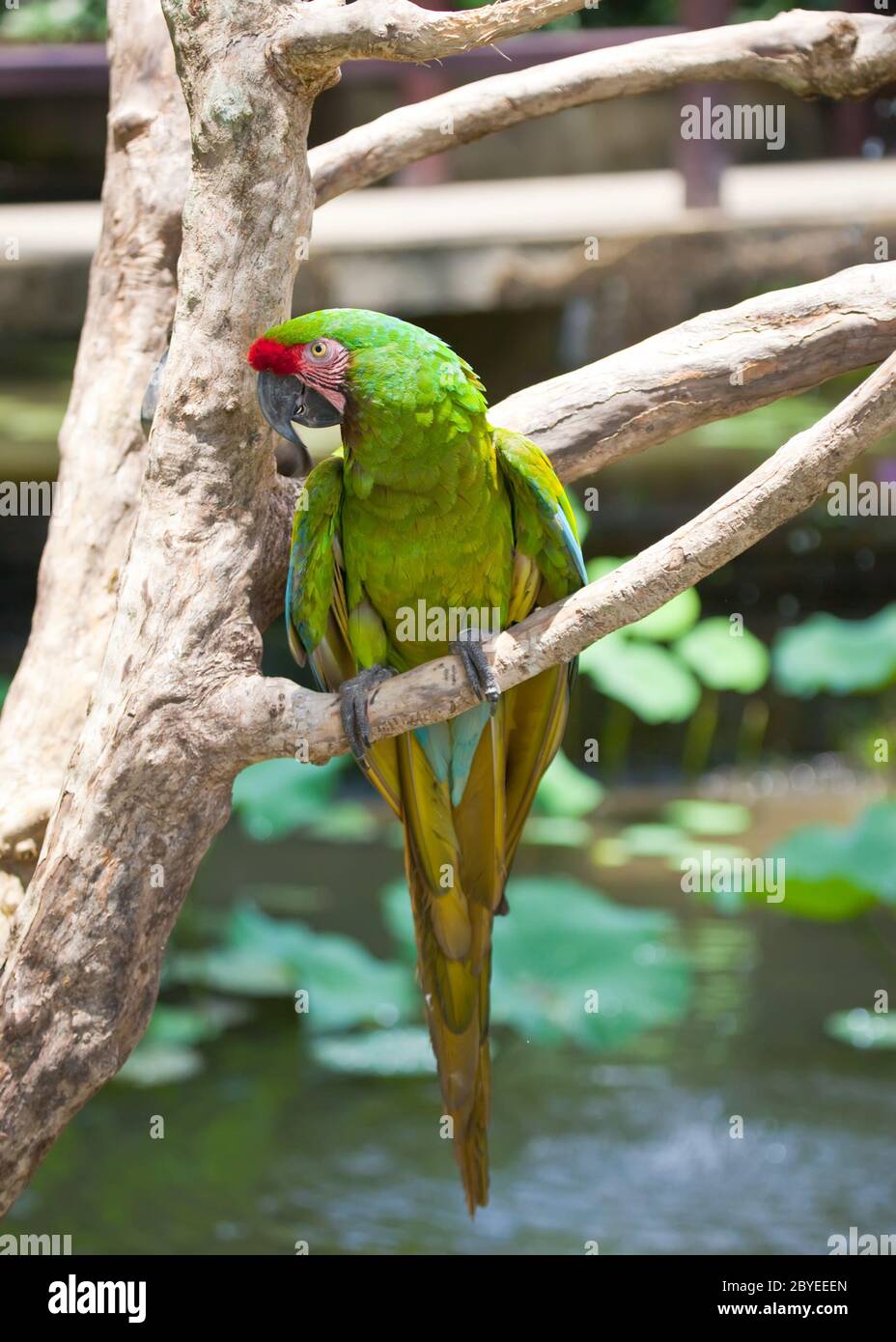 grand perroquet tropical lumineux assis sur une branche Banque D'Images