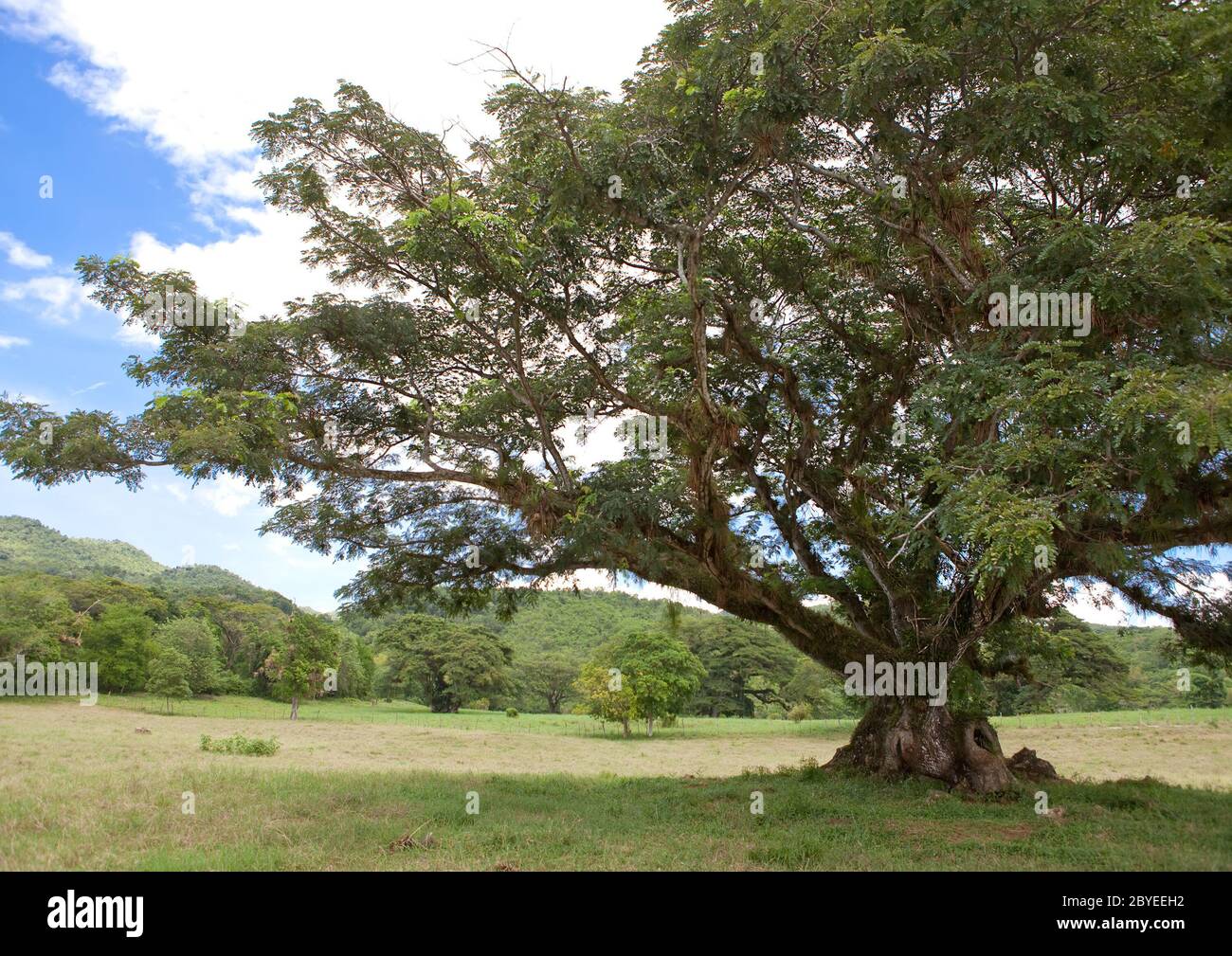 La Jamaïque. La nature tropicale. Banque D'Images