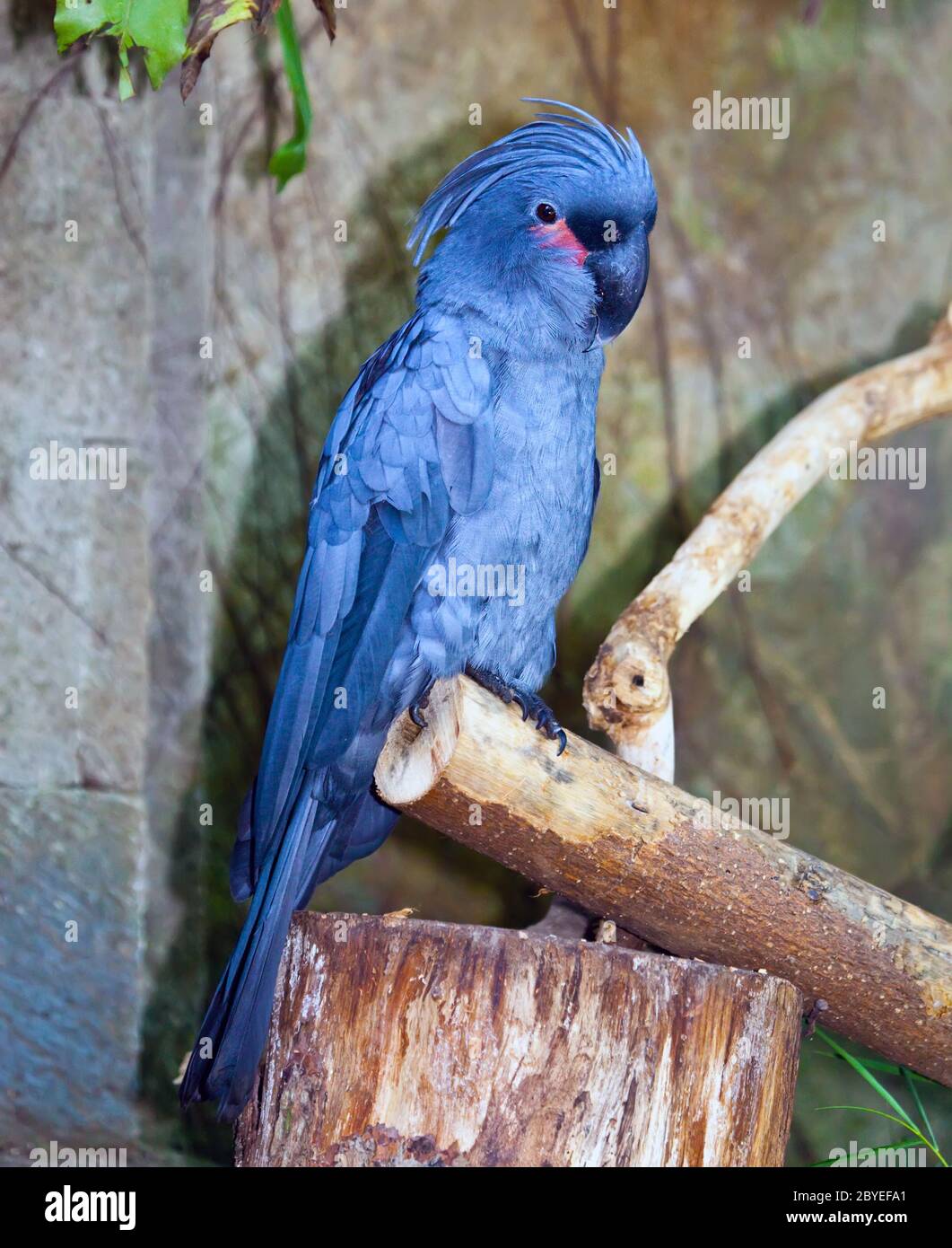 Parrot Banque D'Images