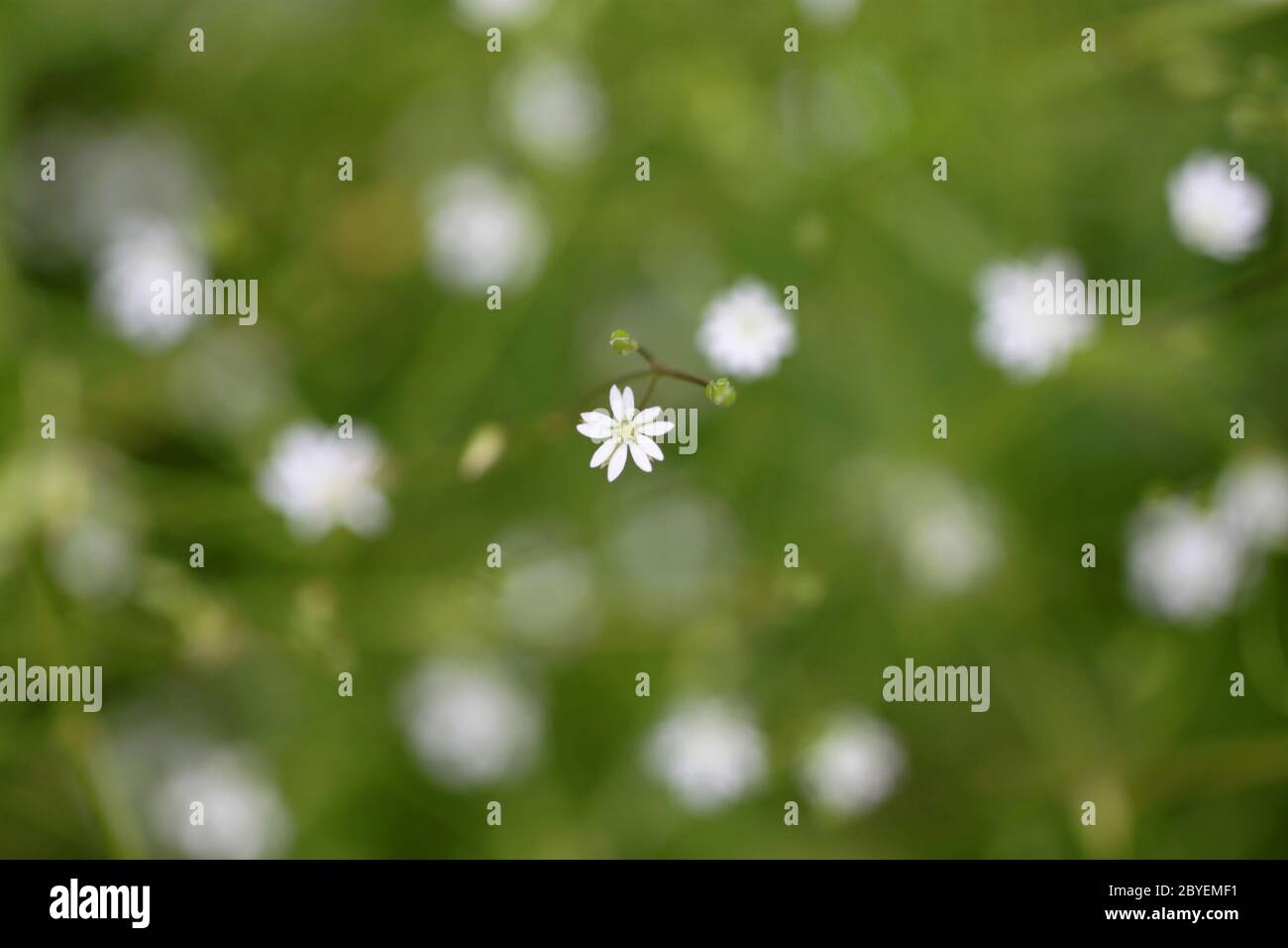 Petites fleurs blanches Banque D'Images