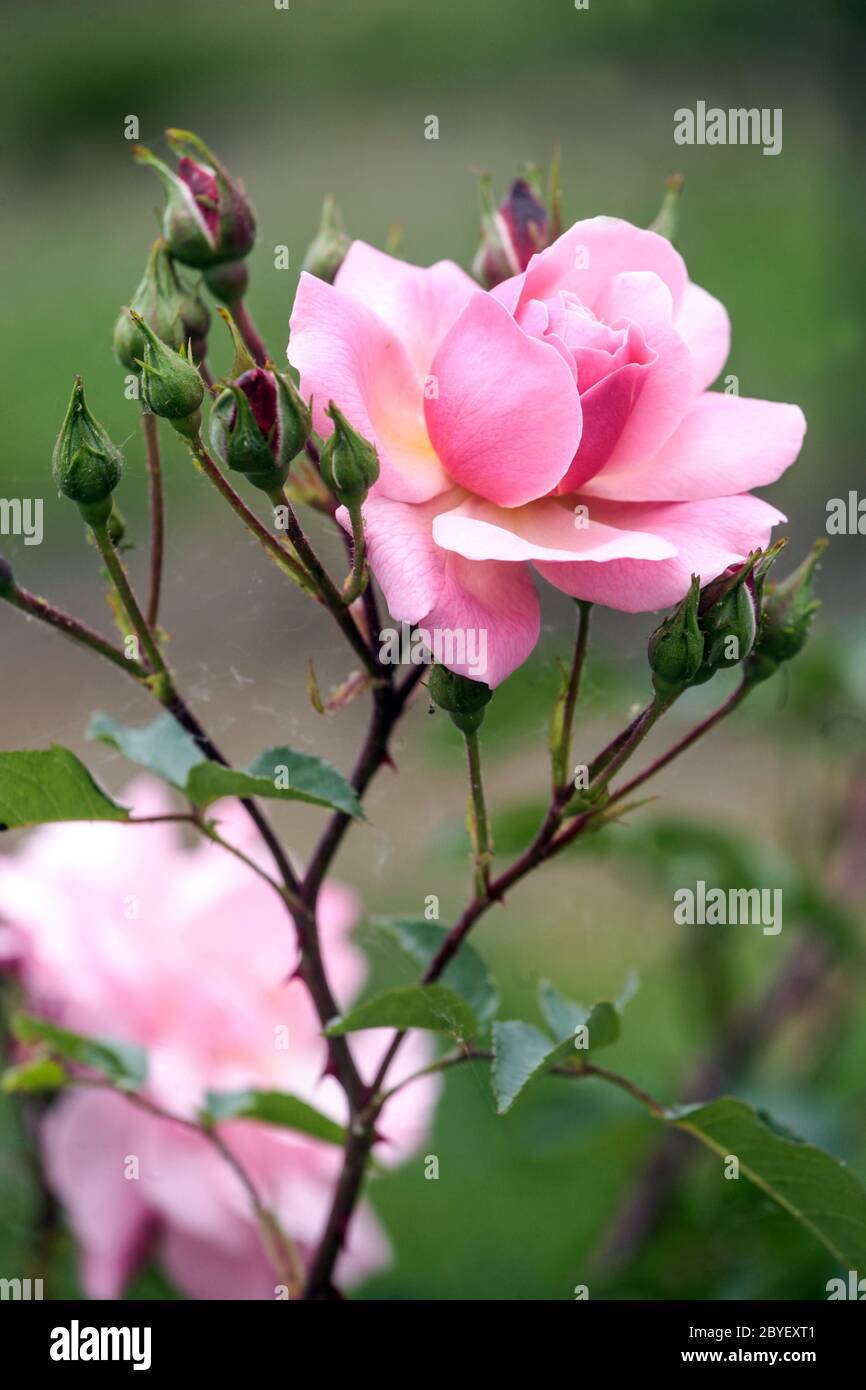 Fleur rose rose simple fleur rapprochée Banque D'Images