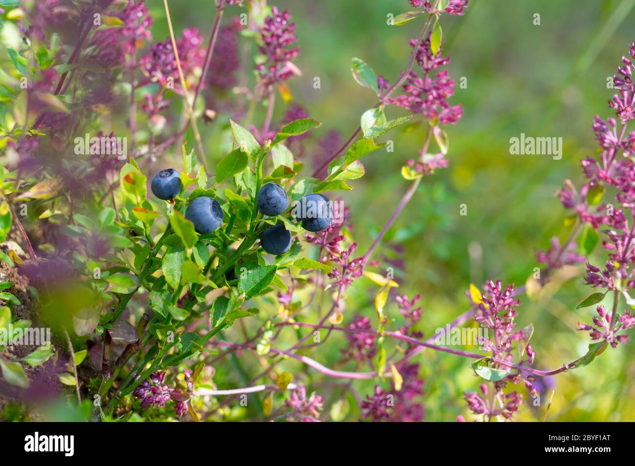 Bleuet sauvage, biologique, Forêt, nourriture saine, nature Banque D'Images