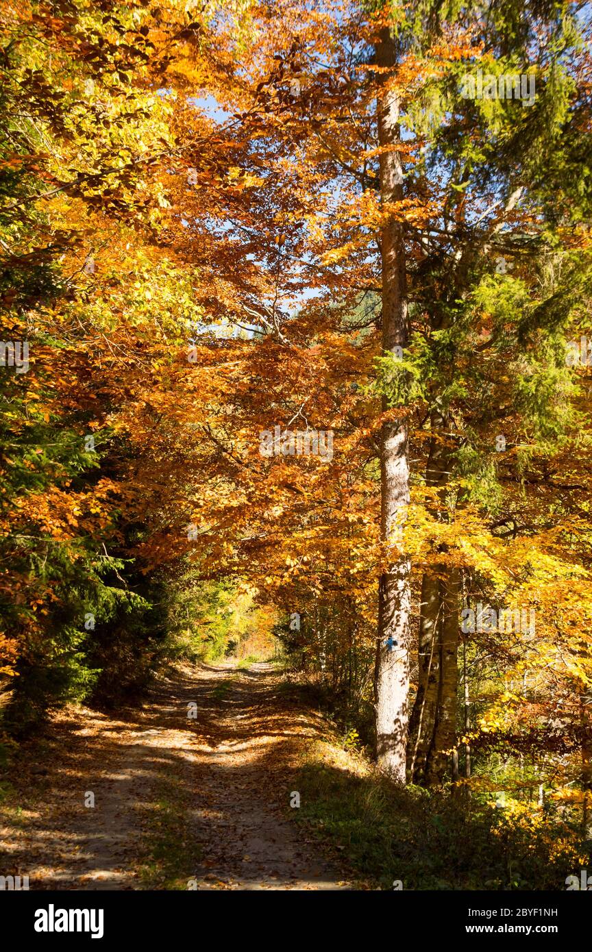 Couleurs d'automne - Coutry Road, scène rurale - Roumanie - Transylvanie Banque D'Images