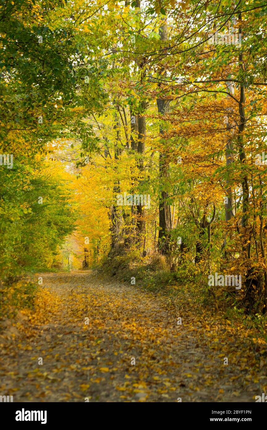 Couleurs d'automne - Coutry Road, scène rurale - Roumanie - Transylvanie Banque D'Images