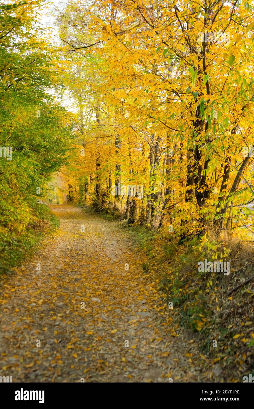 Couleurs d'automne - Coutry Road, scène rurale - Roumanie - Transylvanie Banque D'Images