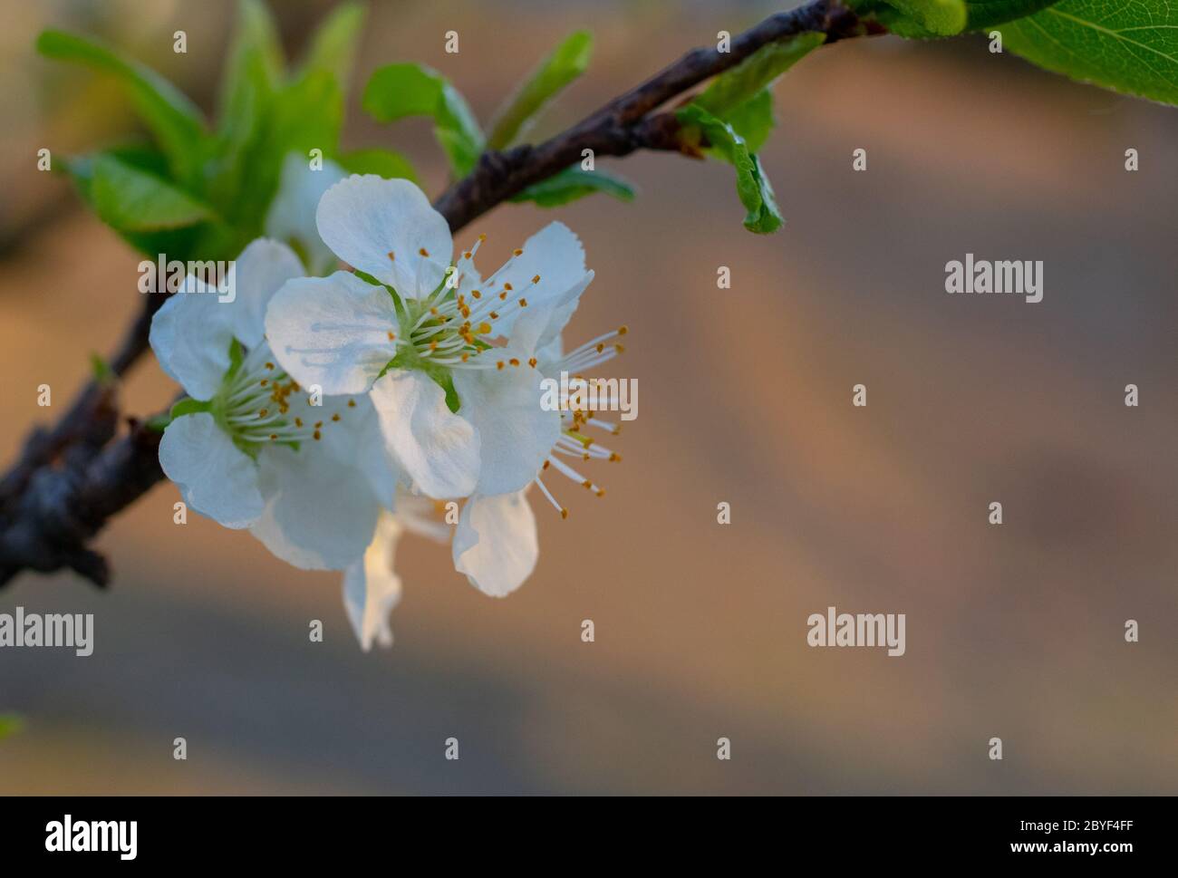 Belle fleur de l'arbre en fleurs dans la lumière du coucher du soleil Banque D'Images