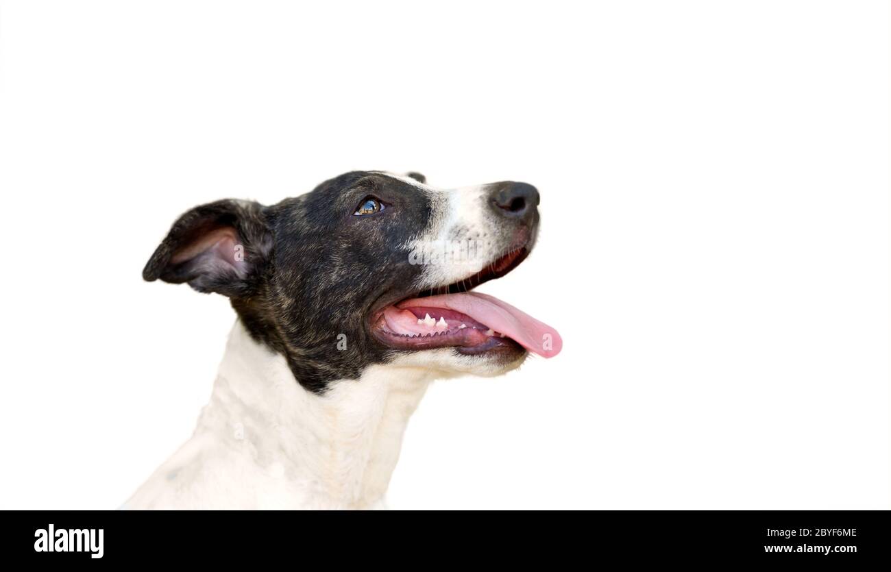 Un chien excité avec sa bouche ouverte isolé sur blanc Banque D'Images