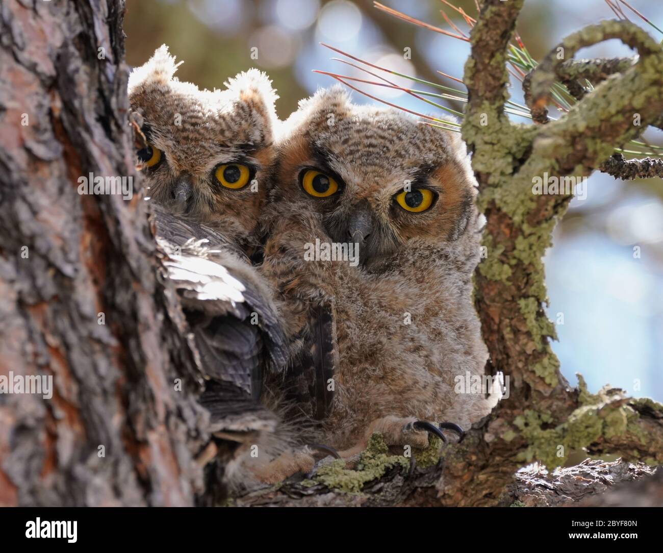 Deux bébés chouettes petites têtes se sont emmêlés sur la branche d'un grand pin. Banque D'Images
