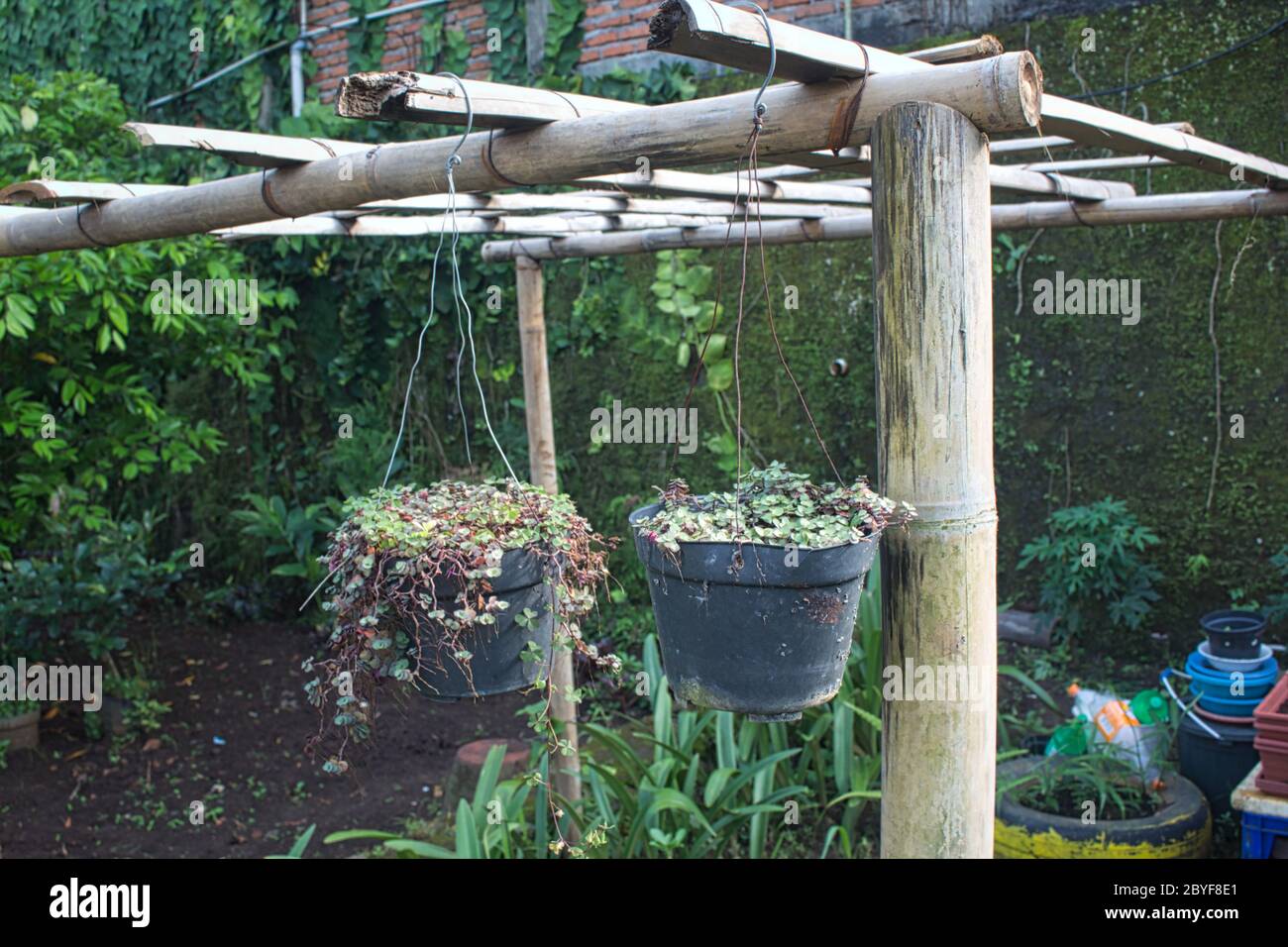 Fleurs et plantes dans des pots accrochés à une structure en bambou, mur de mousse et mur de brique en arrière-plan Banque D'Images