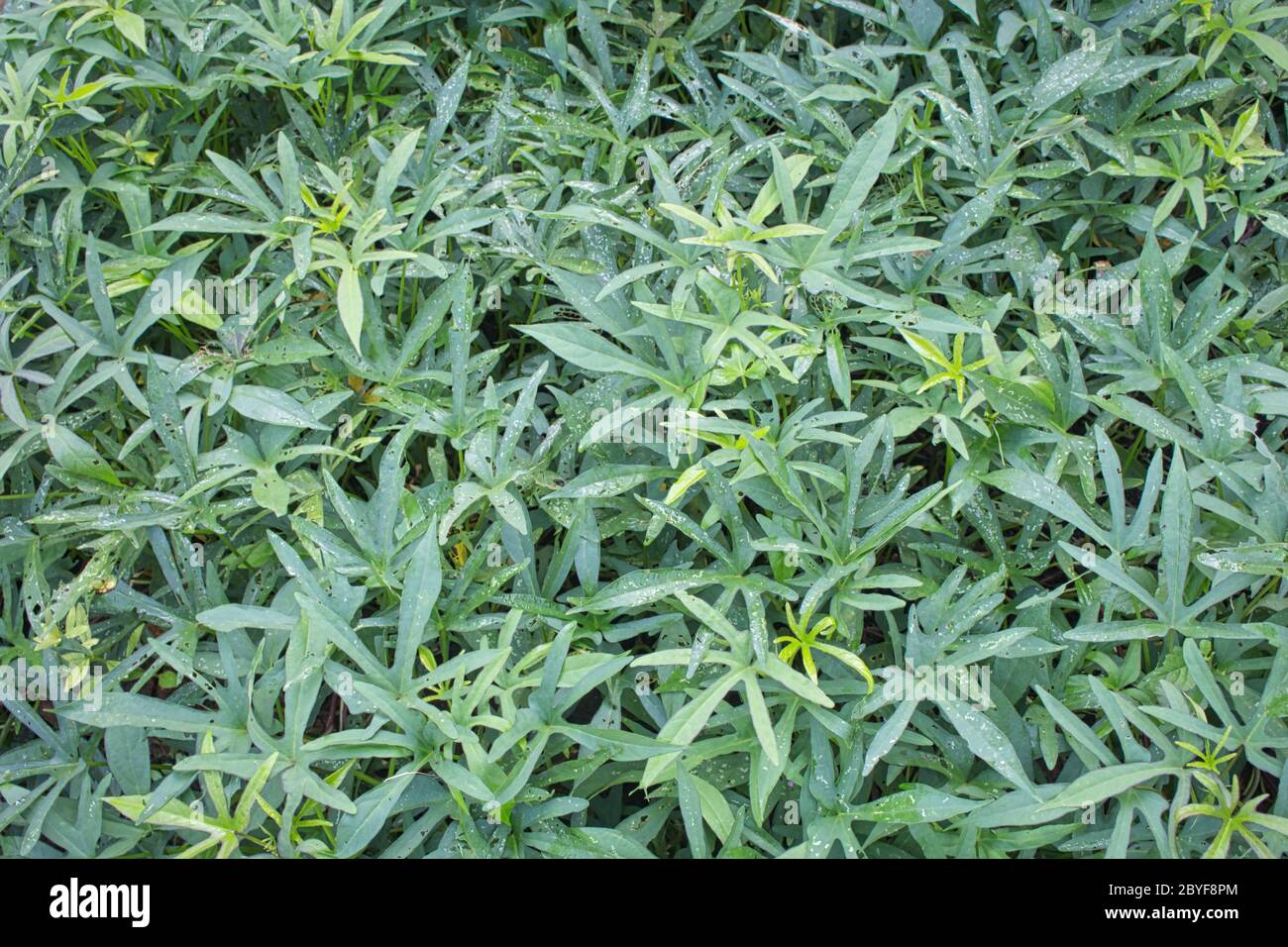 Arbustes de plantes d'igname dans le jardin Banque D'Images