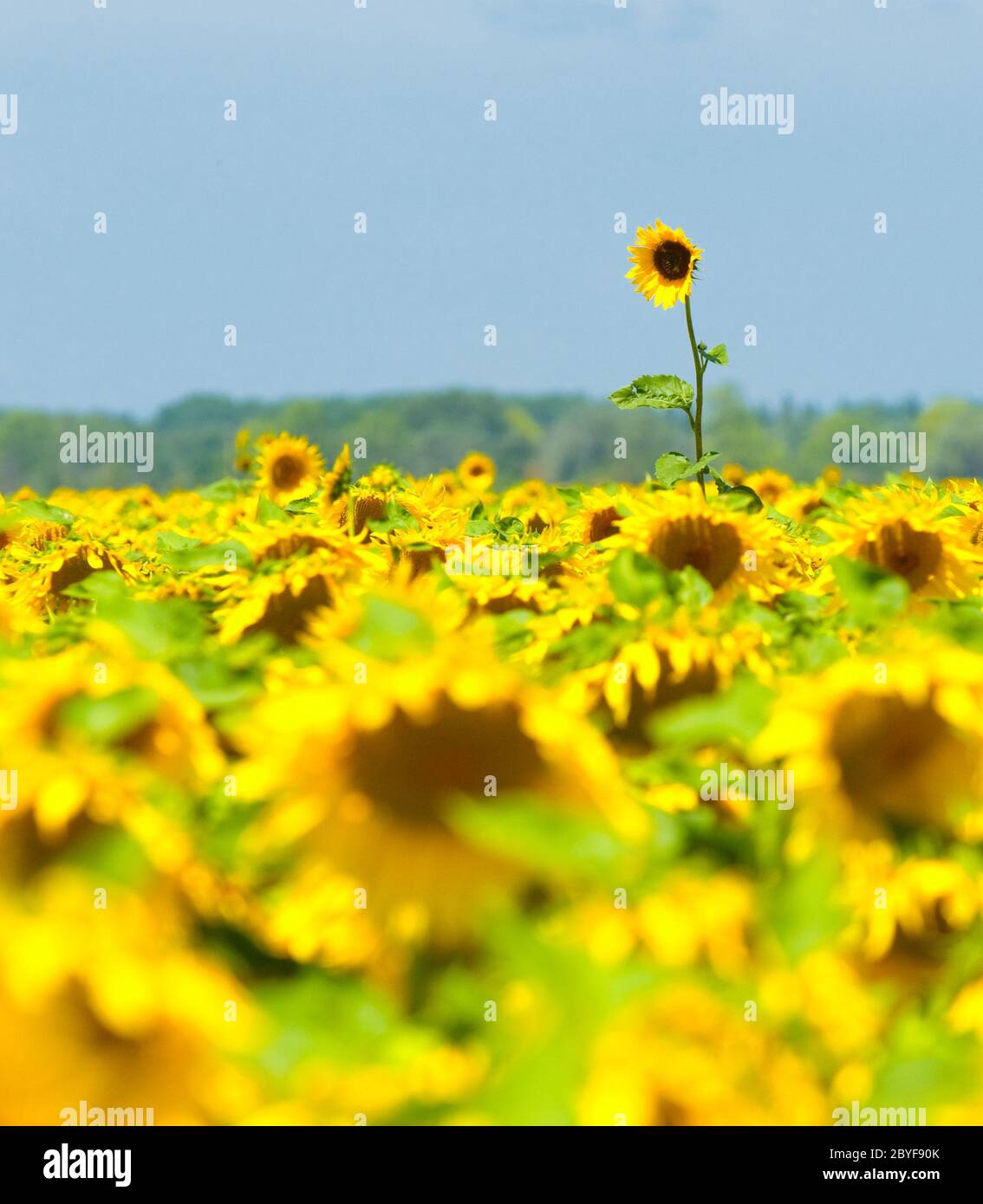 Champ de tournesol, Provence, France, l'accent peu profondes Banque D'Images