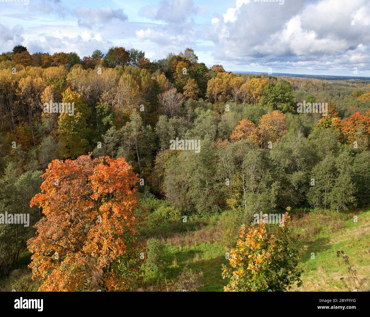 Le bois de l'automne lumineux Banque D'Images