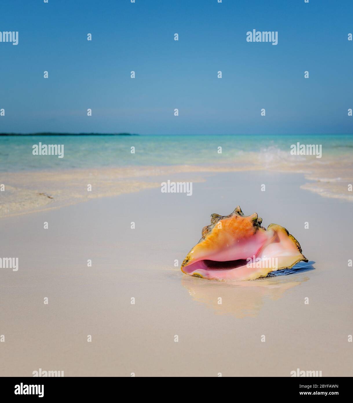 Sea shell dans la plage Banque D'Images