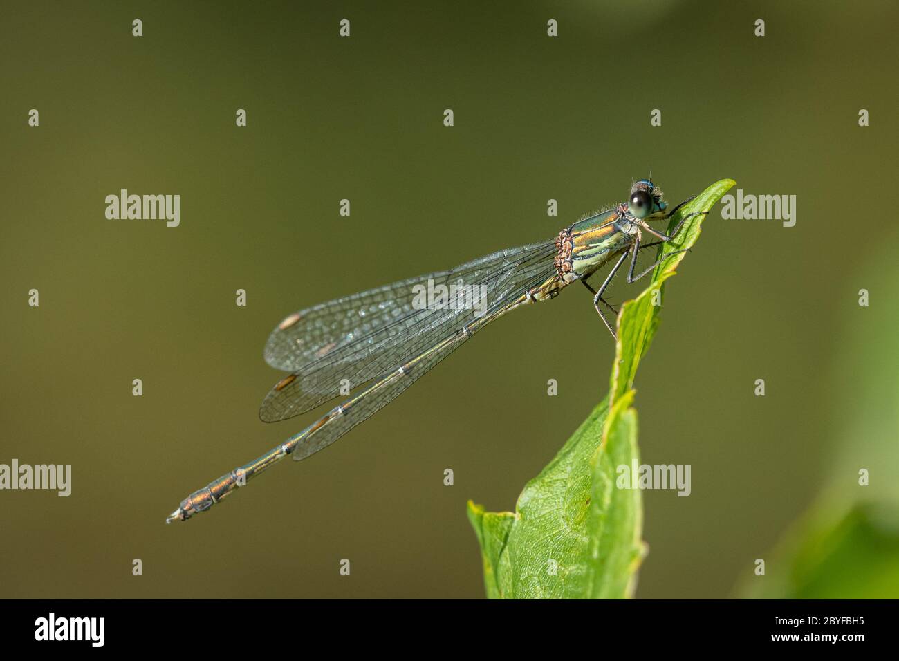 Un saule émeraude (Chalcolestes viridis) reposant sur une feuille, Vienne (Autriche) Banque D'Images