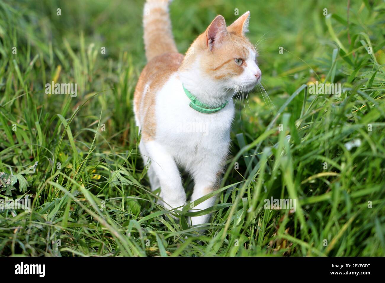Chat debout dans l'herbe verte Banque D'Images