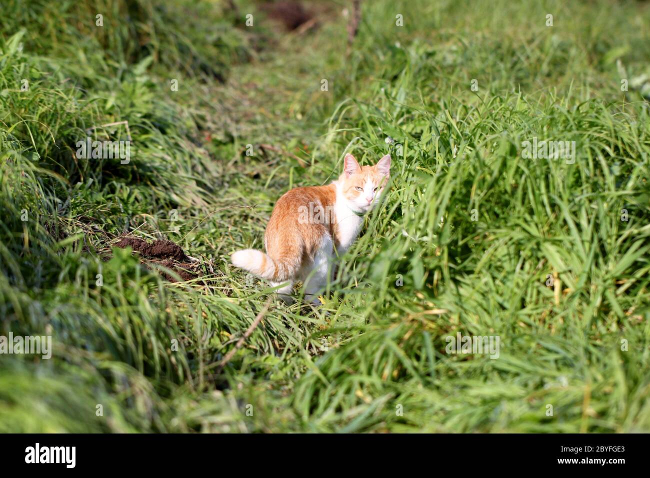 Chat debout dans l'herbe verte Banque D'Images