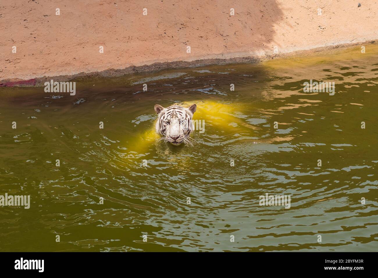 Portrait d'un tigre du Bengale royal dans l'eau Banque D'Images