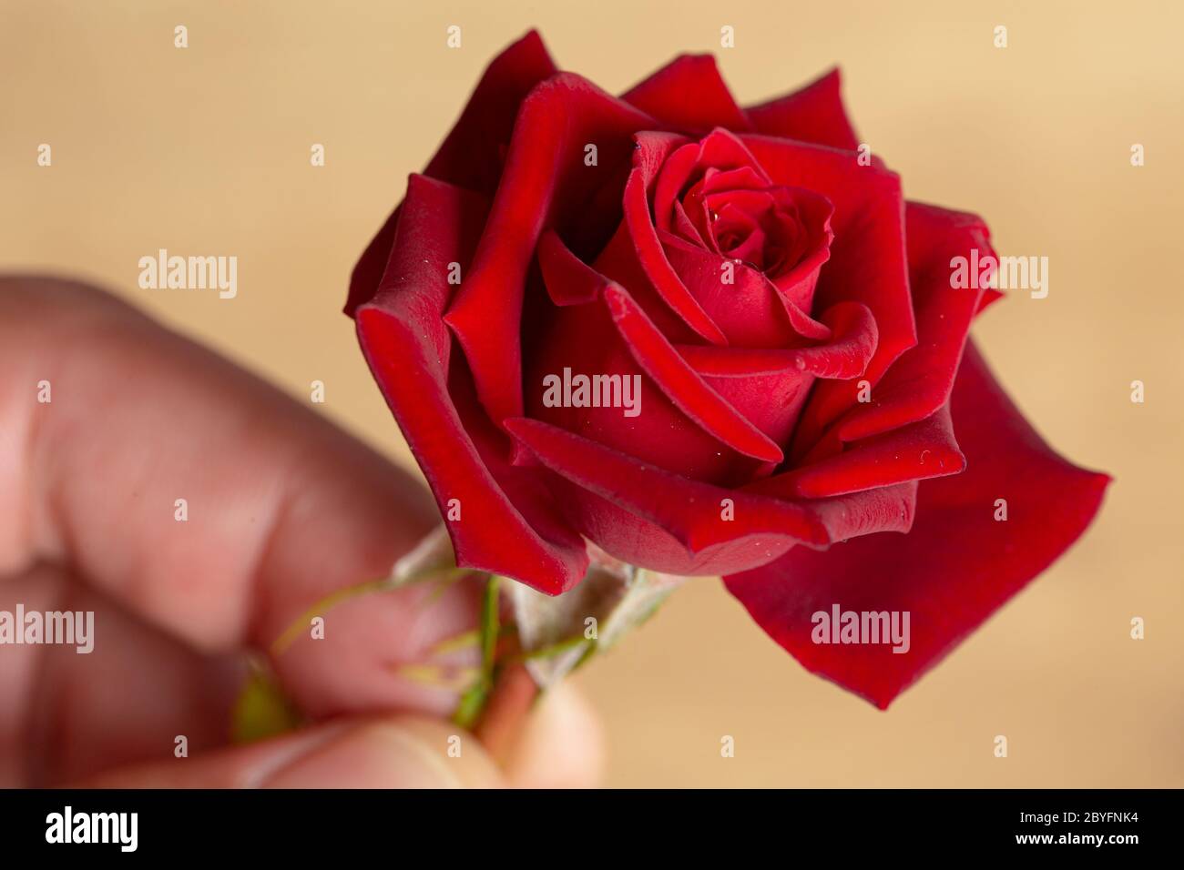 Fleur de rose rouge de près encore par une main isolée sur un fond en bois Banque D'Images