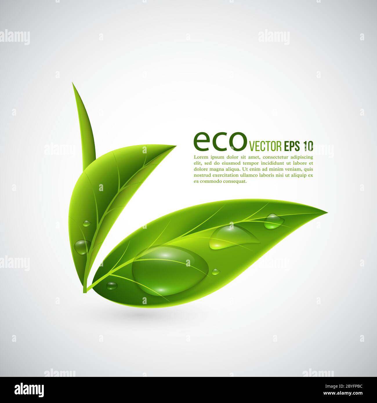 Feuilles écologiques réalistes. Illustration de Vecteur