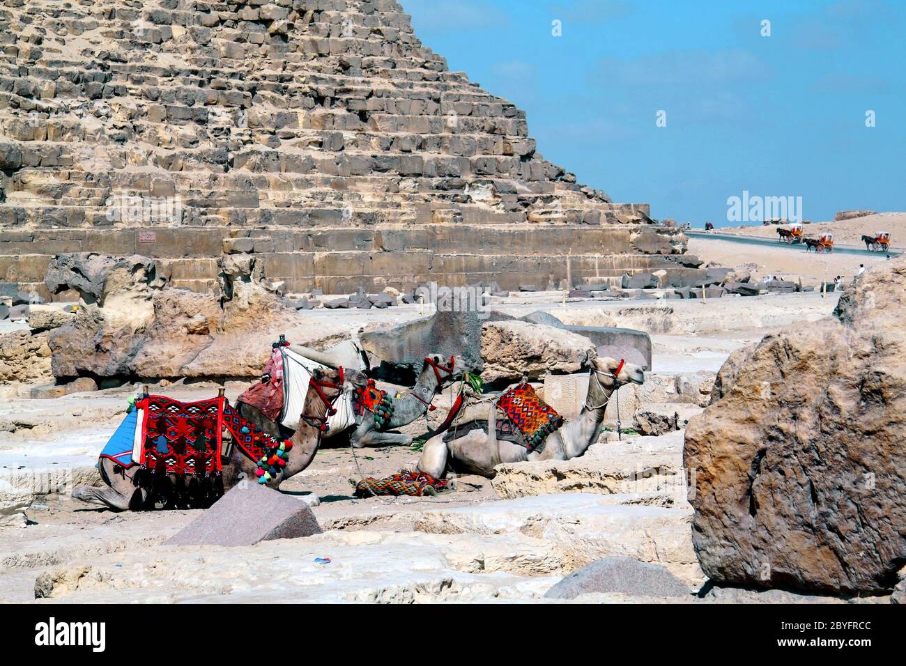 Les chameaux assis à la pyramide de Khéops Banque D'Images
