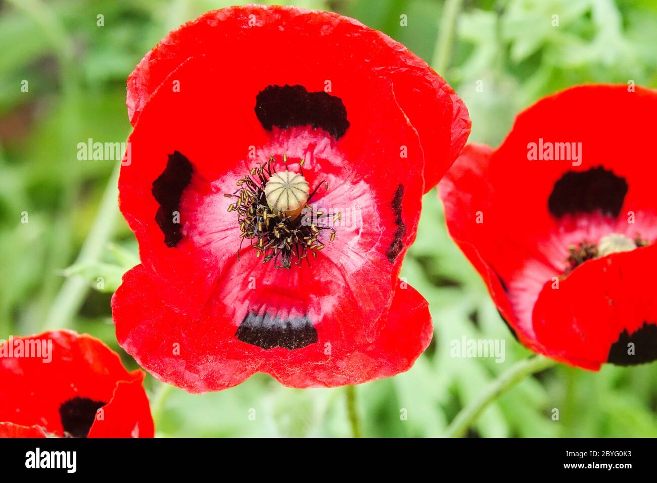 Coquelicot coccinelle Banque D'Images