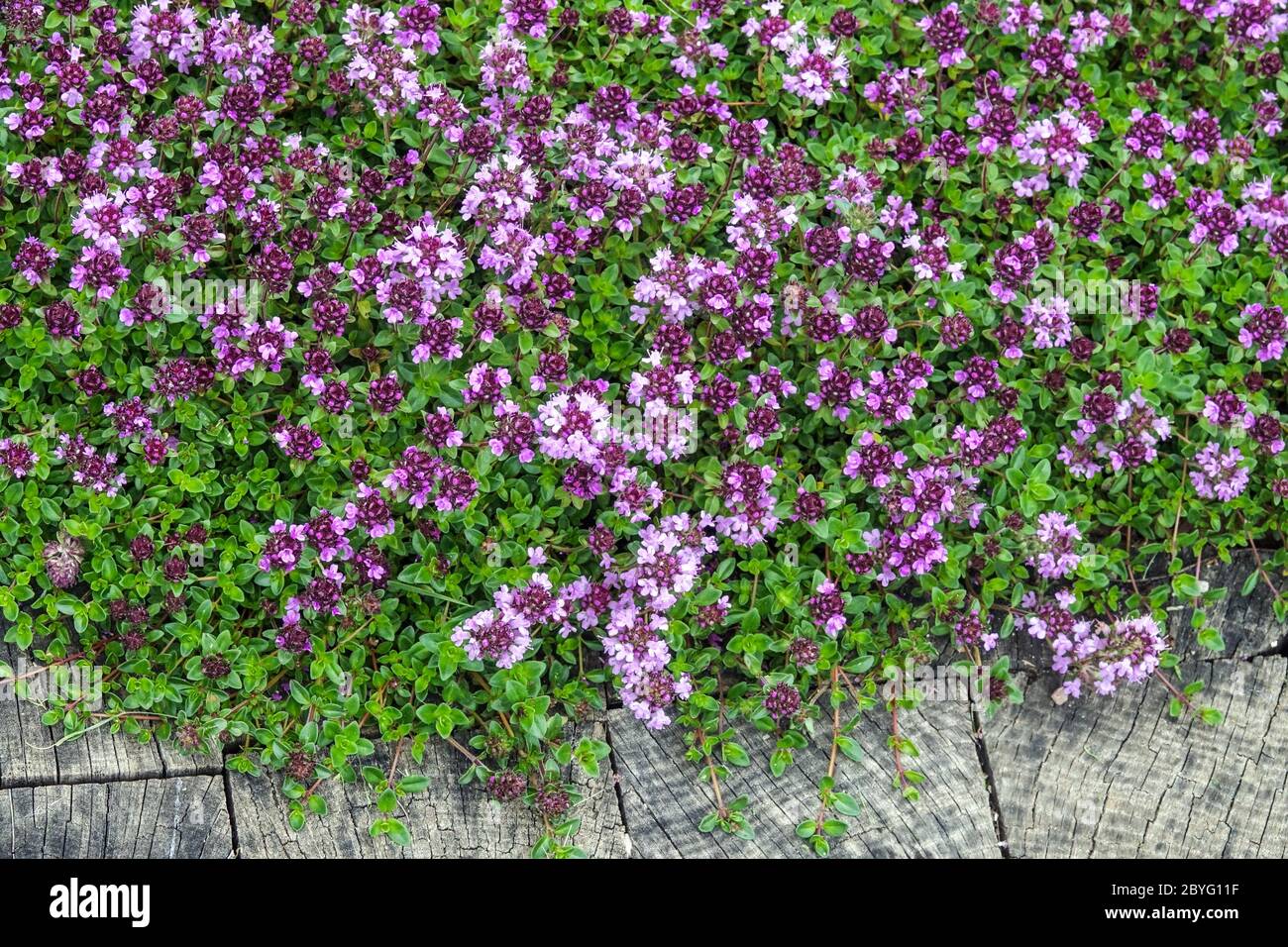 Tapis de thym herbes de jardin Banque D'Images