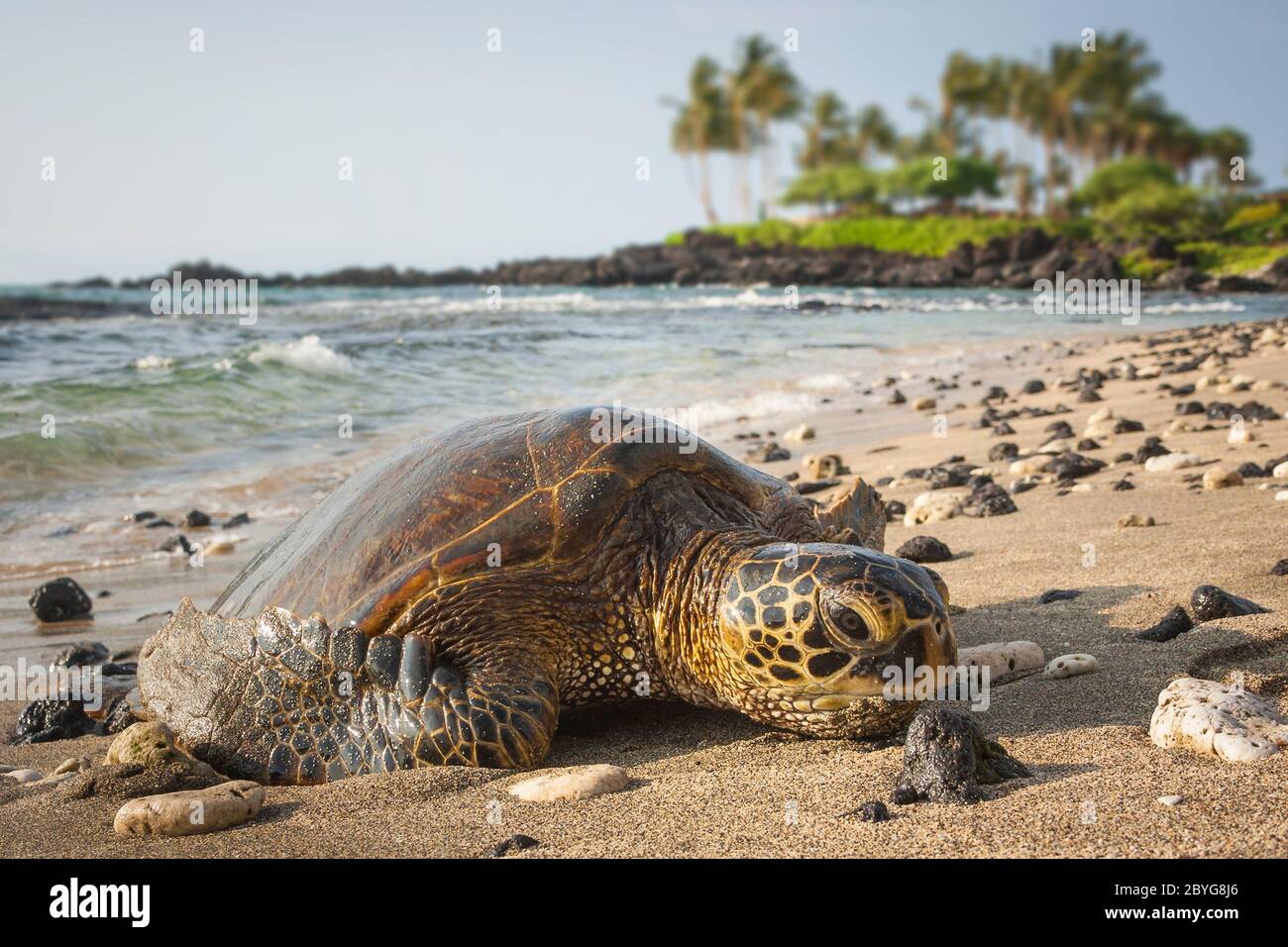 Tortue en gros plan, une tortue verte reste sur la plage et se détendre en attendant le susnet, Hawaii Lifestyle et la faune Banque D'Images