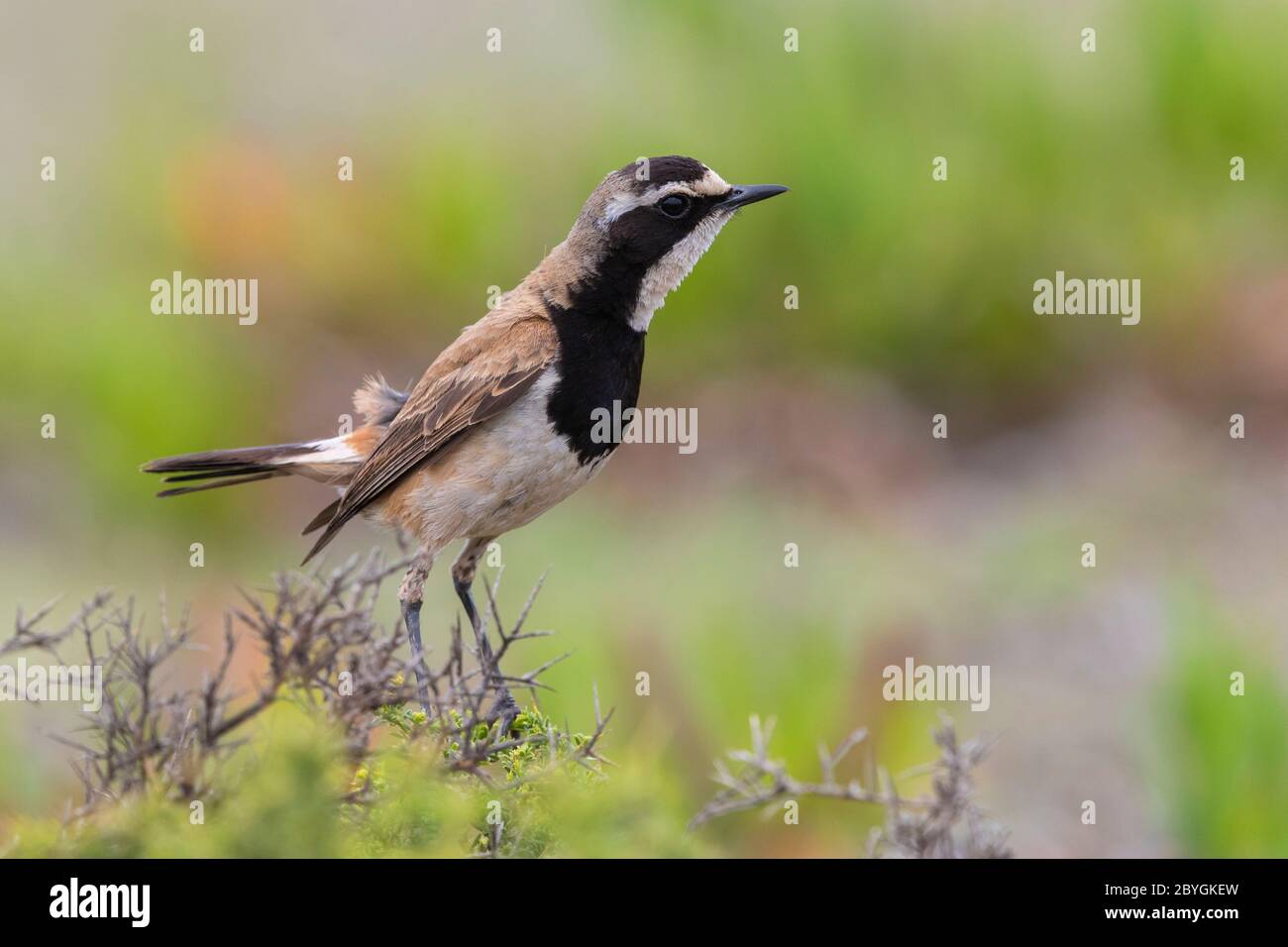 Wheatear à sommet (Oenanthe pileata), vue latérale d'un adulte perché sur un Bush, Cap occidental, Afrique du Sud Banque D'Images